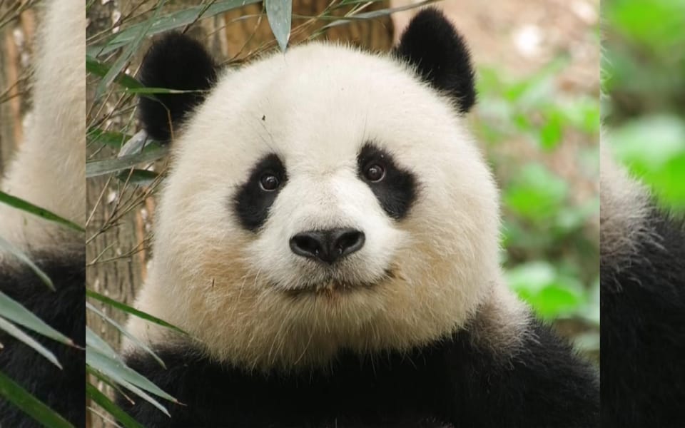 Chengdu: Panda Breeding Base Tickets Booking - Tour Duration and Experience