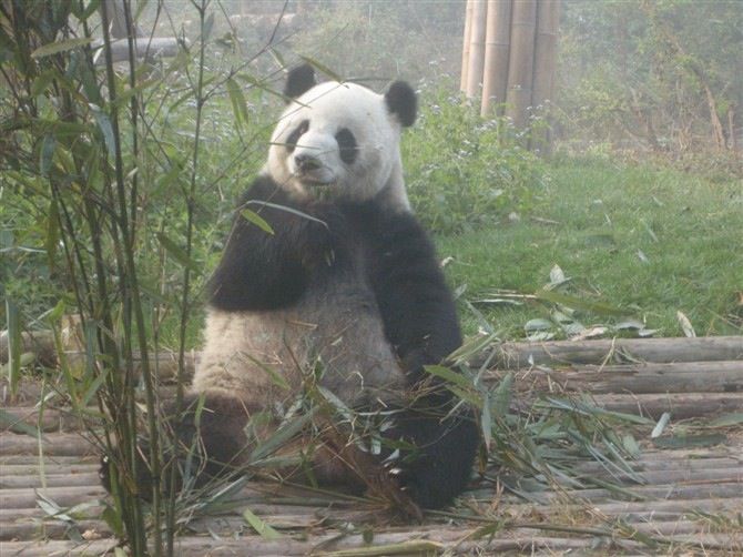 Chengdu: Private Panda Base Tour With 80 Pandas - Customer Feedback and Ratings