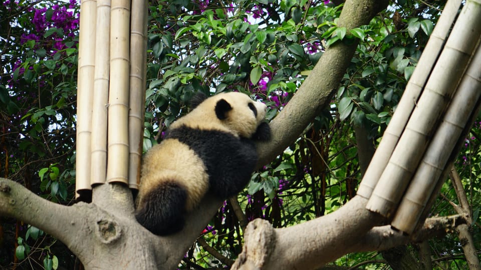 Chengdu to Dujiangyan or Wolong Panda Volunteering Day Tour - Volunteer Activities