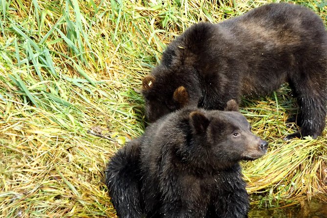 Chichagof Island Tour: Brown Bear Search - Participant Feedback and Experiences