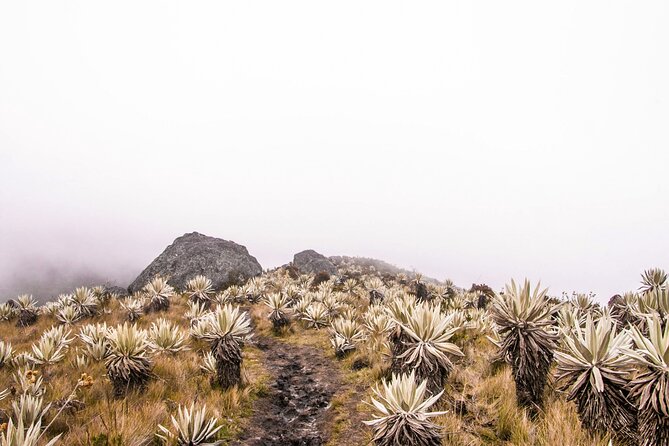 Chingaza, the Mountain of Water: Tour From Bogota - Accessibility and Restrictions