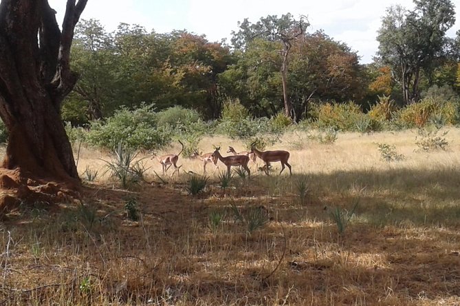 Chobe Full Day Trip - Customer Experiences