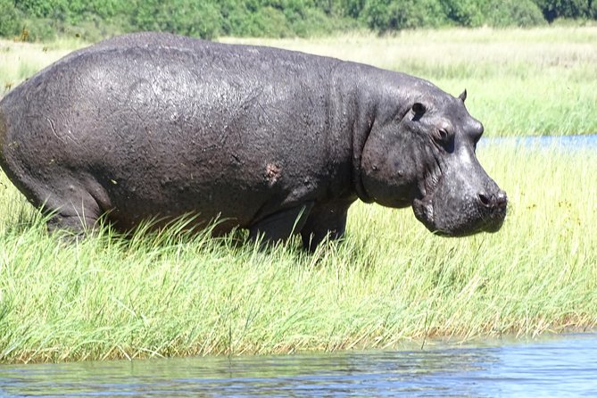 Chobe Safari Experience Day Trip - Tips for a Successful Trip