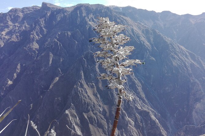 Colca Trek - 2 Days Tour - Pickup and Transportation