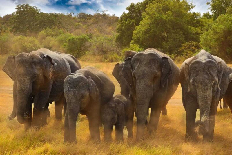 Colombo: 8-Day Private Cultural Triangle & Wildlife Trip - Anuradhapura and Mihintale