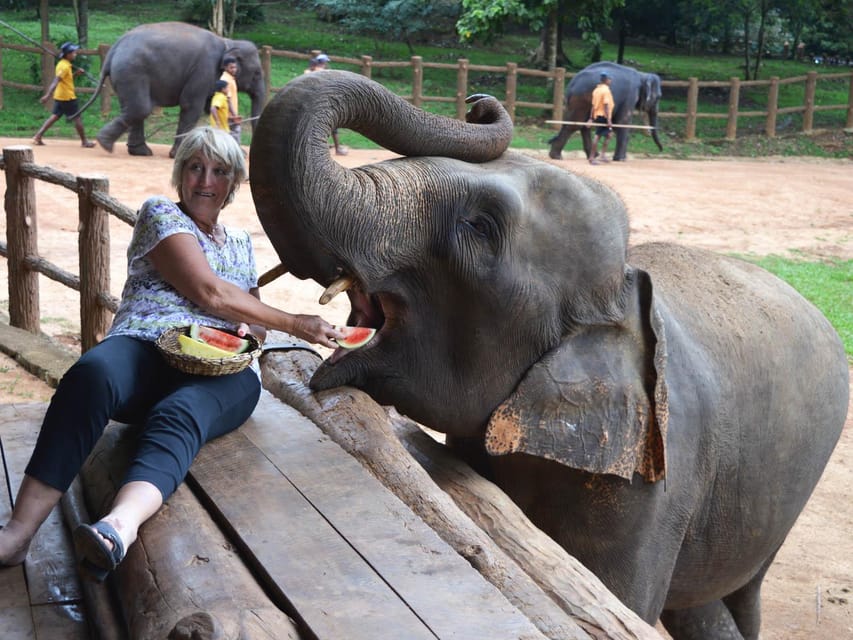 Colombo to Kandy Transfer With Pinnawala Elephant Orphanage - Meeting Point and Pickup