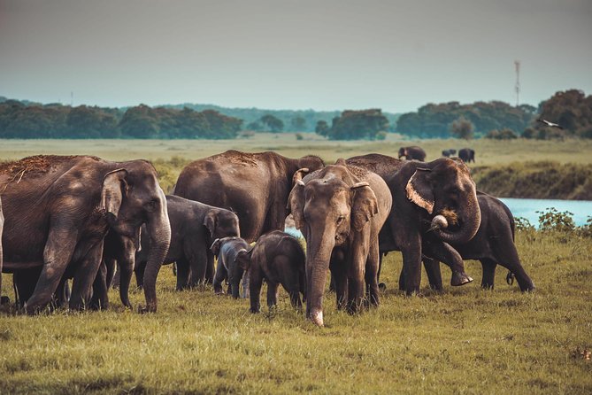 Colombo to Trincomalee Shuttle & Safari Drive - Itinerary and Schedule