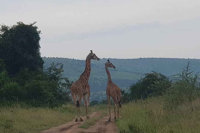 Cool Share Day Akagera Game Drive, Daily Depart, Boat Ride, Lunch - Boat Ride Experience