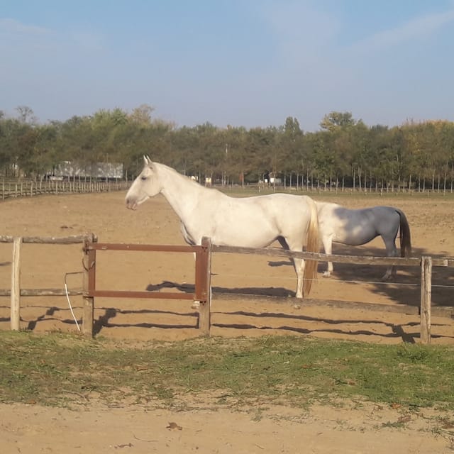 Countryside Ranch, Horse Show & Lunch - Transportation and Accessibility