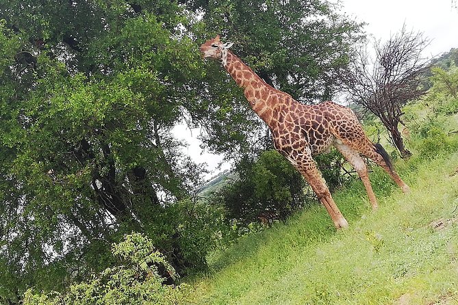 Cradle of Human Kind & Lion & Rhino Park Tour Full Day Tour Private - Customer Experiences