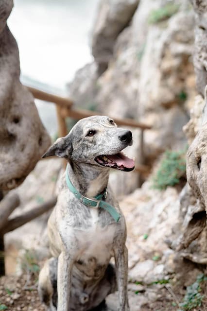 Crete: Platanion Gorge Hiking Tour With Traditional Lunch - Important Information