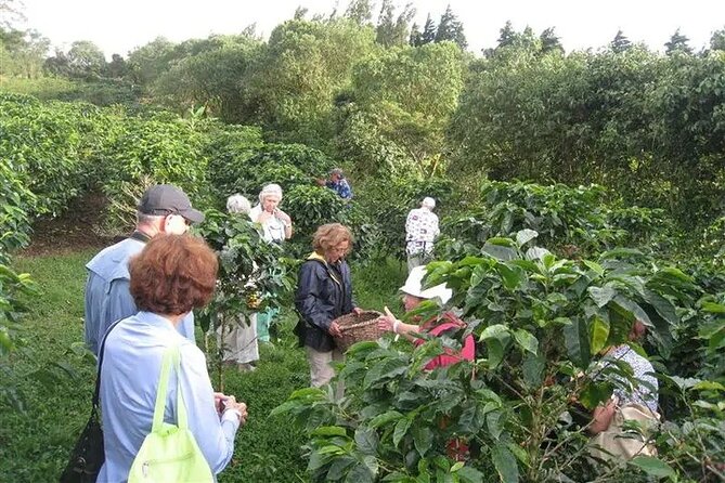 Cultural: Coffee & Chocolate Tour+Animal Sanctuary+Waterfall Swim - Customer Satisfaction Ratings