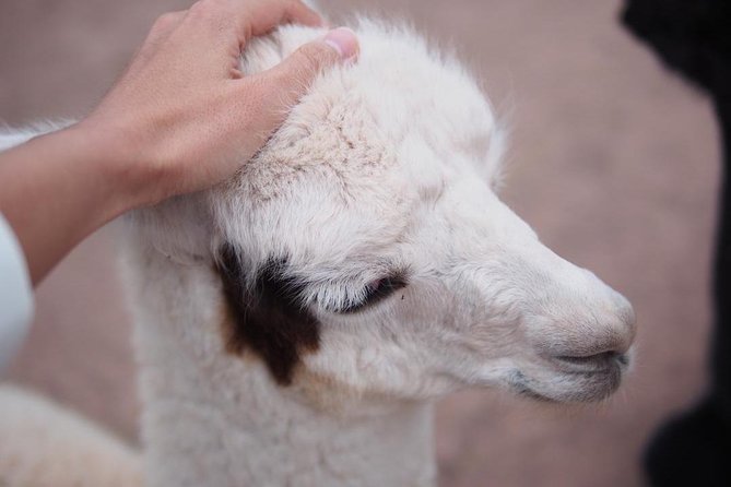 Cusco Sanctuary for Rescued Animals: Cochahuasi - Meeting Point and Transportation