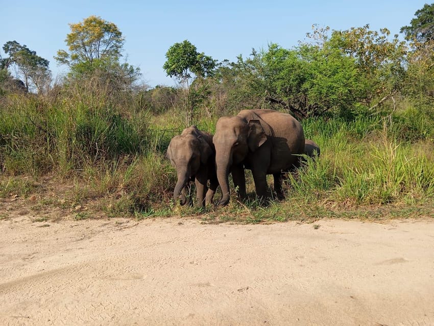 Dambulla/Sigiriya/Habarana: Minneriya National Park Safari - What to Bring