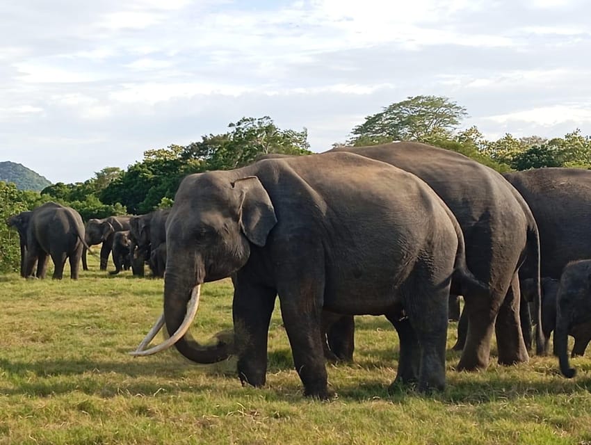 Dambulla/Sigiriya: Minneriya Jeep Safari With Village Tour - Pickup Locations