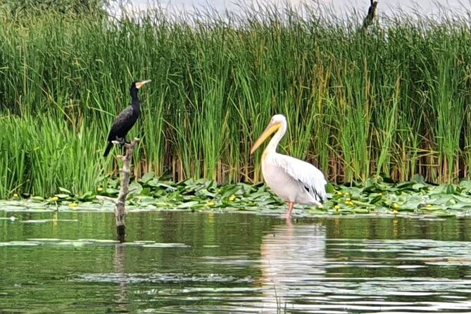 Danube Delta - Private Tour - Biosphere National Park - Natural Wonders and Wildlife