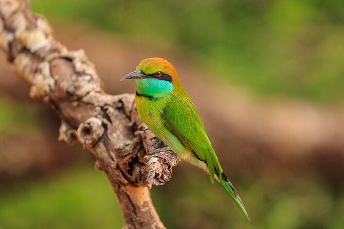 Day Excursion at Udawalawe National Park From Galle - Important Restrictions
