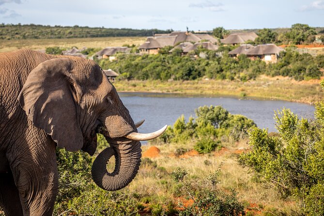 Day Safari at Pumba Private Game Reserve - What to Bring on Safari