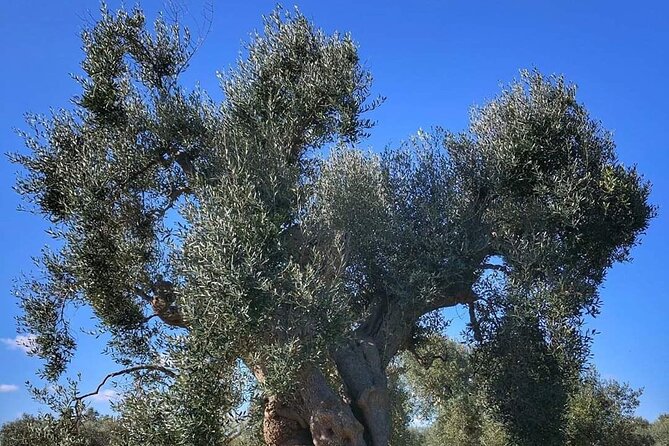 Day Tour of Bari, Alberobello, Matera - Stellar Guest Reviews