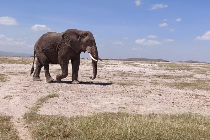 Day Tour to Amboseli National Park - Wildlife Sightings