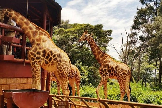 Day Tour to Giraffe Center and Karen Blixen Museum - Customer Reviews