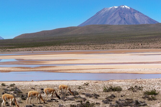 Day Tour to Laguna De Salinas - Transportation and Comfort
