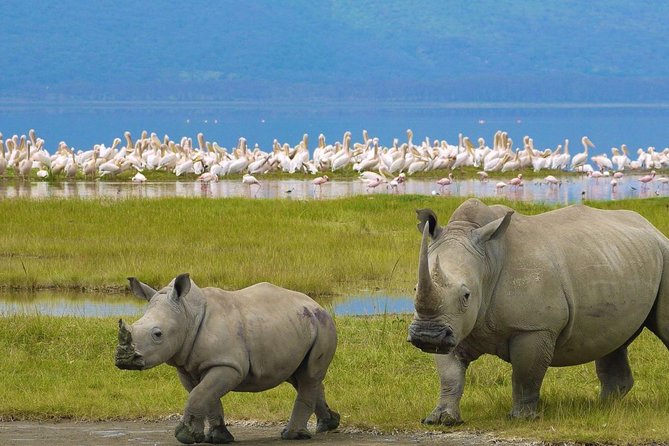 Day Tour To Lake Nakuru Park With Optional Boat Ride on Lake Naivasha - Costs and Inclusions