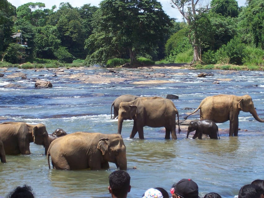 Day Tour to Pinnawala Elephant Orphanage With Indika - Important Information and Restrictions