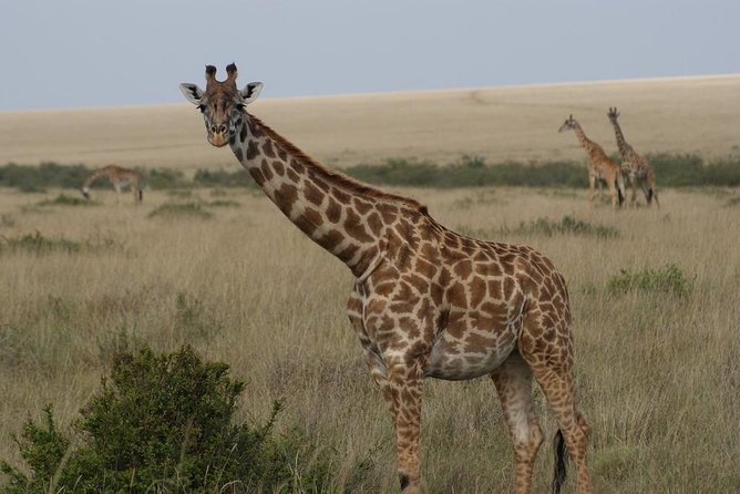 Day Trip - Lake Nakuru National Park Tour From Nairobi - Wildlife Spotting Opportunities