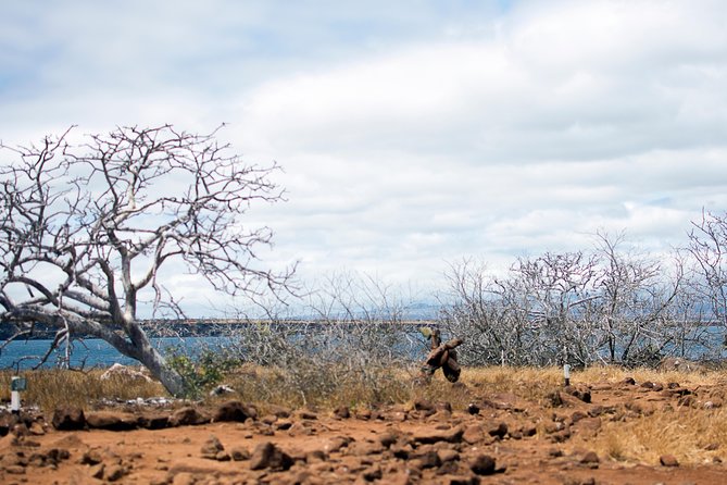 Day Trip to North Seymour Island From Puerto Ayora - Snorkeling and Lunch