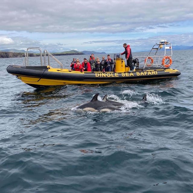 Dingle: Sea Safari by RIB Boat - What to Expect