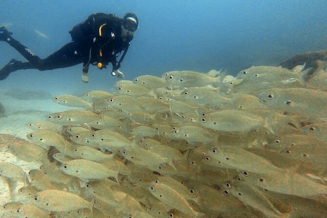 Discover PADI Scuba Diving in the Area of Tortugas in Playa De Abades - Customer Reviews