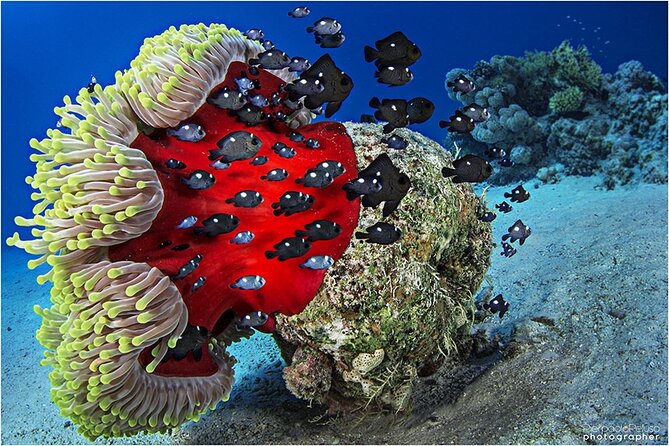 Discover Scuba Diving Sharm El Sheikh - Accessibility Features