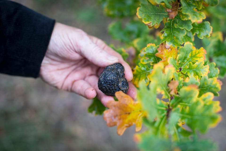 Discover Truffles From the Farm to the Fork - Customer Feedback