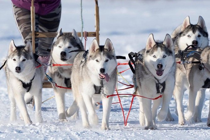 Dogsledding, Near Akureyri - Memorable Winter Adventure