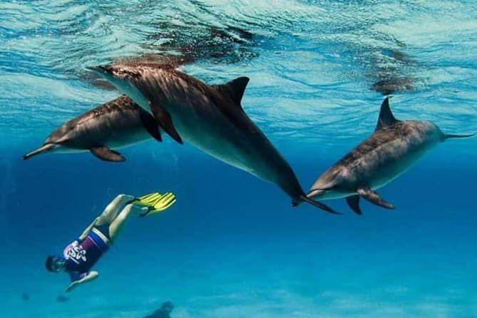 Dolphin House By Private Speed Boat & Drinks & Transfer-Hurghada - Customer Feedback