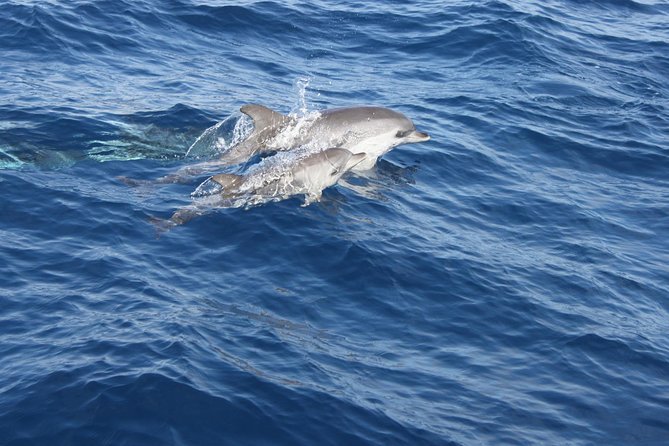 Dolphin Mini Cruise at Playa Del Carmen - Safety and Tour Operation