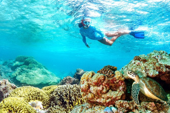 Dolphin Watching and Snorkeling Tour From Muscat - Frequently Asked Questions