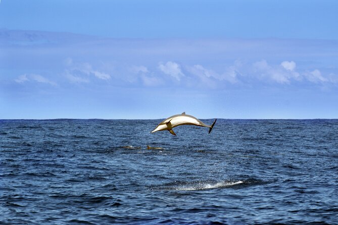 Dolphin Watching Sunset Boat Trip in Pula With Dinner - Confirmation and Cancellation Policies