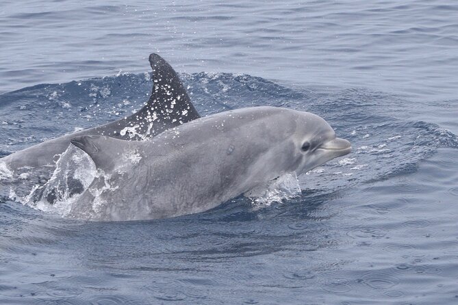 Dolphin & Whale Watching - Expertise and Personalized Experience