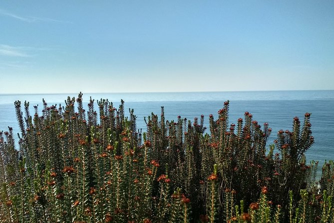 Donana National Park and El Rocío: Private Tour From Seville - Exploring Donanas Landscapes
