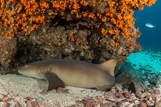 Double Diving in Sal Island - Half Day - Underwater Highlights