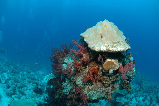 DSD Discover Scuba Diving (Min Age 10 Years) - Pricing Information