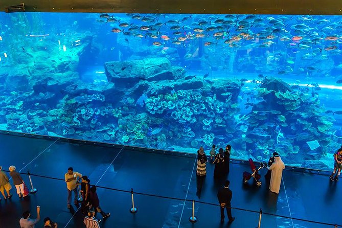Dubai Mall Aquarium & Underwater Zoo - Reviewing Visitor Feedback and Insights