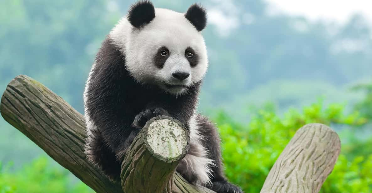 Dujiangyan Panda Tour and Anceint Town(Option Panda Keeper ) - Customer Reviews