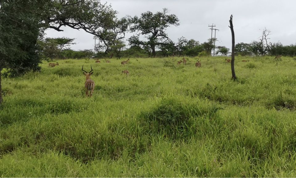 Durban: Hluhluwe Big 5 Safari With Pro Zeiss Binoculars - Comprehensive Inclusions