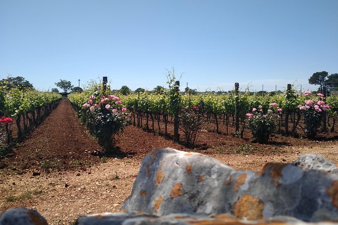 Ebike Tours: Alberobello and the Wines of Valle Ditria - Traveler Suitability