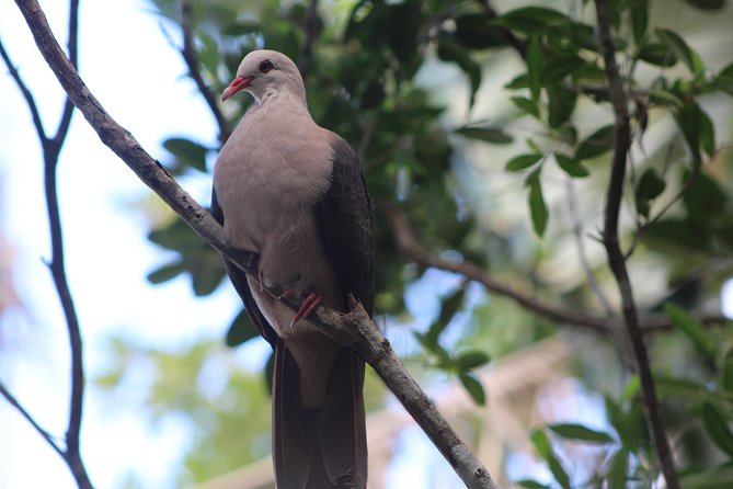 Ebony Forest Reserve Chamarel - Take a Hike Tour - Conservation Initiatives