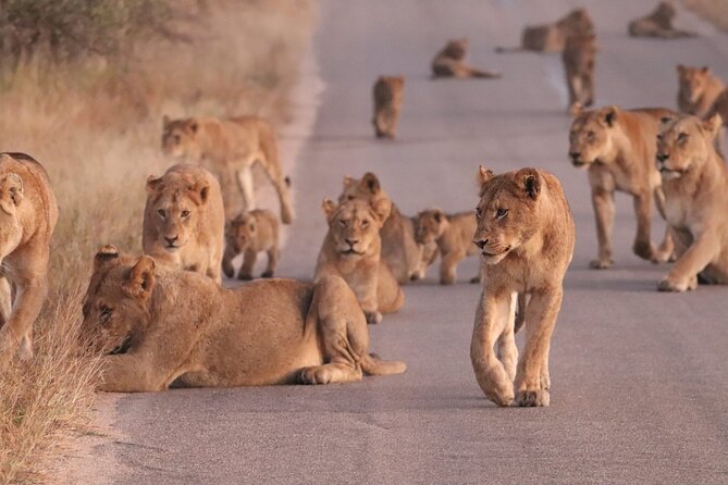 Economic 1-Day Kruger Safari From Maputo - Traveler Feedback and Recommendations