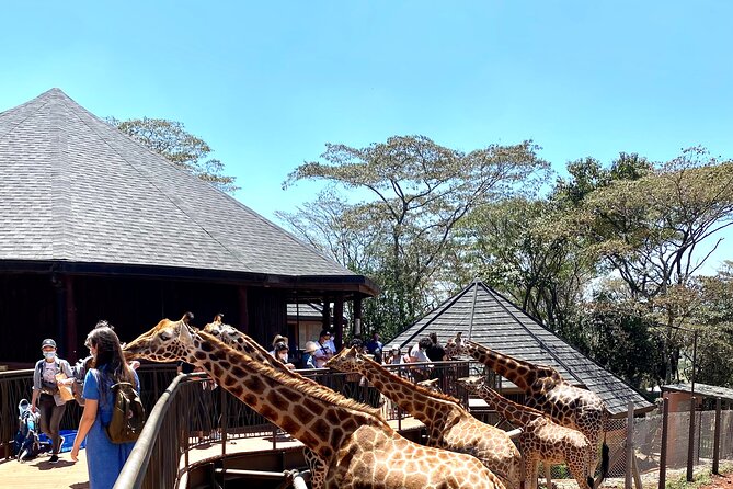 Elephant Orphanage and Giraffe Center Day Tour in Nairobi - Traveler Feedback and Recommendations